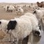 “Монгол мал” хөтөлбөрийн хэрэгжилтийг эрчимжүүлэх хэрэгтэй
