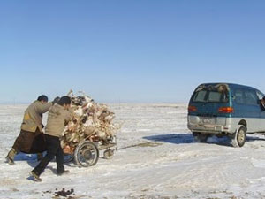 Малын сэг, зэм устгахад оролцсон малчид ажлын хөлсөндөө 1,4 сая ам доллар авчээ