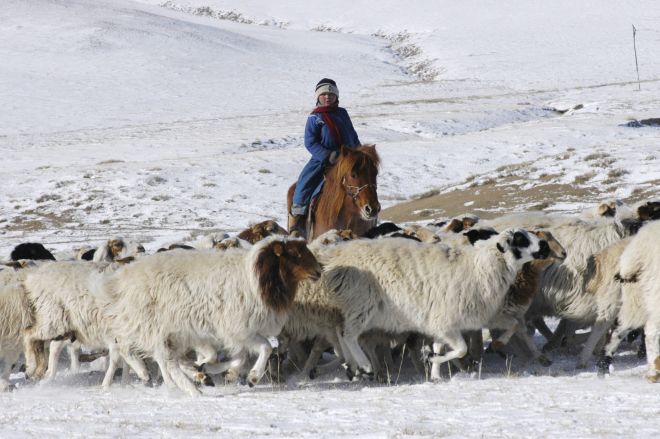 "Монгол мал" хөтөлбөрийг батлах тухай тогтоолын төсөл өргөн барив