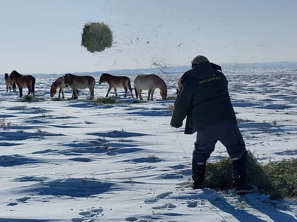 Говийн Их дархан цаазат газрын бүс нутагт Биотехникийн арга хэмжээ зохион байгууллаа